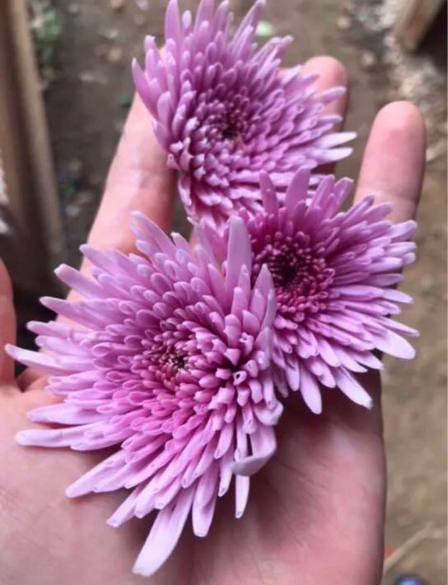 食用菊 もってのほか 抜き苗 5本 野菜 花 家庭菜園