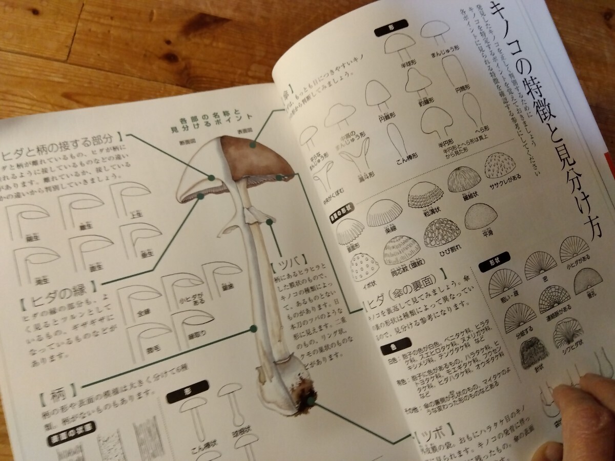 42【きのこ大図鑑】367頁、約300種、場所/形/写真/名前/時期/似た毒茸/処理法/料理/保存、送料230円＃山菜キャンプ/アウトドア＃朝来佐嚢＃_画像5