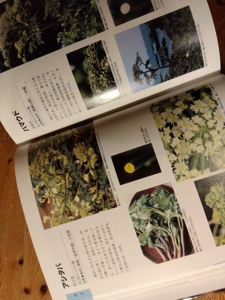 35山野草【身近な野草/雑草/写真1800枚】367頁、季節別/場所別/類似植物/姿形色がこれ一冊で分かる、主婦の友出版、送料370円 ＃朝来佐嚢＃の画像8