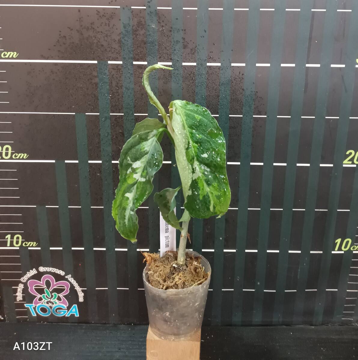 アグラオネマ ピクタム トリカラー Aglaonema pictum tricolorの画像1