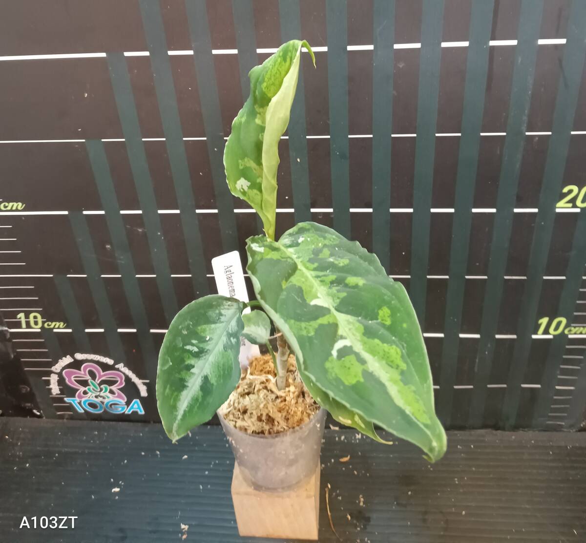 アグラオネマ ピクタム トリカラー Aglaonema pictum tricolorの画像2