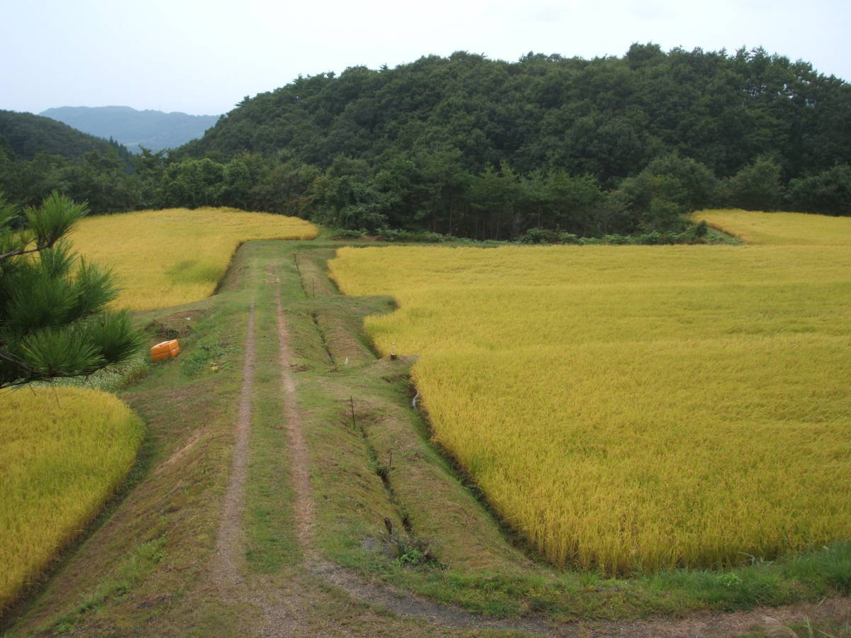 令和5年産 佐渡産コシヒカリ（玄米）30kg 未検査米 送料無料（沖縄県除く）の画像3