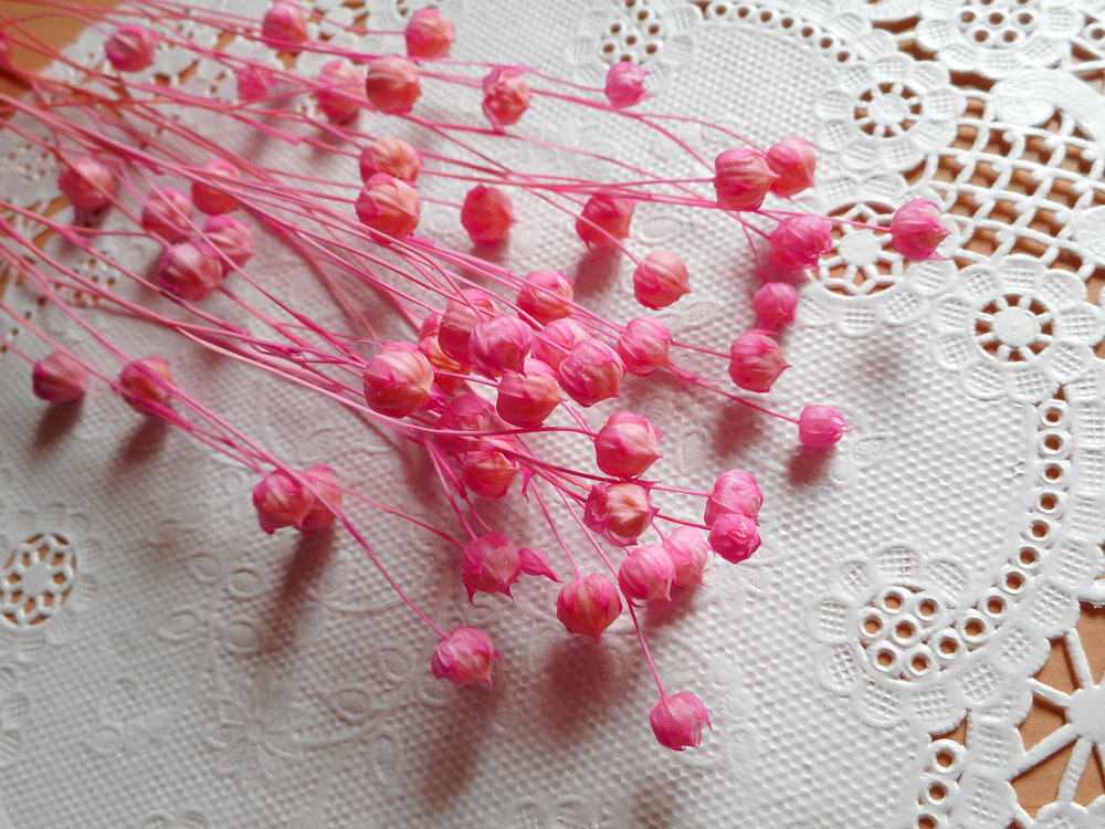 * Lynn flower pink herbarium botanikaru candle wax sa Sherry s preserved little amount 17*