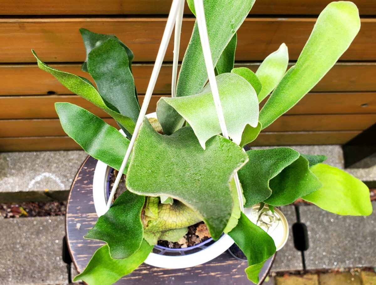 ** staghorn fern .* Platycerium *ne The - Land **(5 number hanging weight pot ) width approximately 40cm