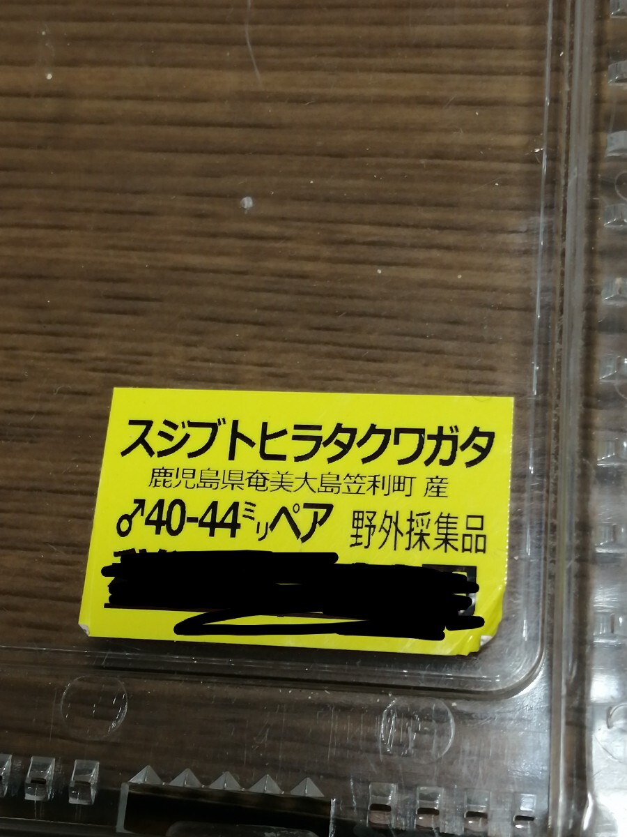 【クリアスライダー付！】スジブトヒラタクワガタペア_画像8