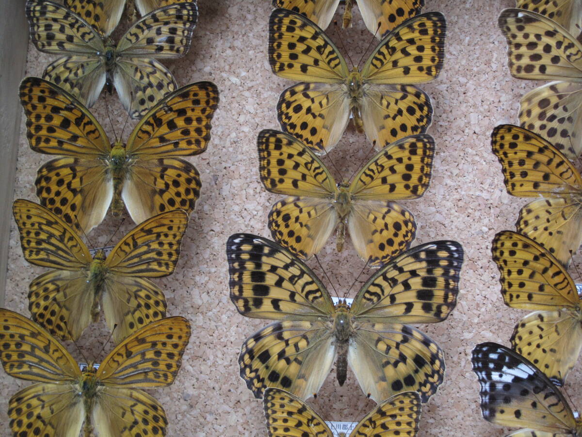 国産蝶標本　タテハチョウの仲間_画像6