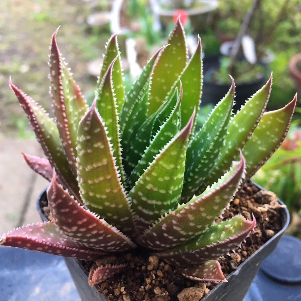 [ free shipping ]ga Stella roe gas terrier aloe is oru Cheer good stock beautiful stock many meat decorative plant 