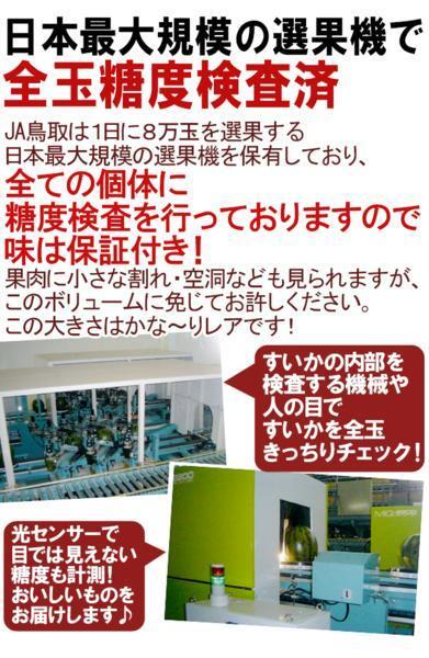 （予約）限定1玉！鳥取【大栄すいか プレミアム】糖度13度以上！！！！の画像4