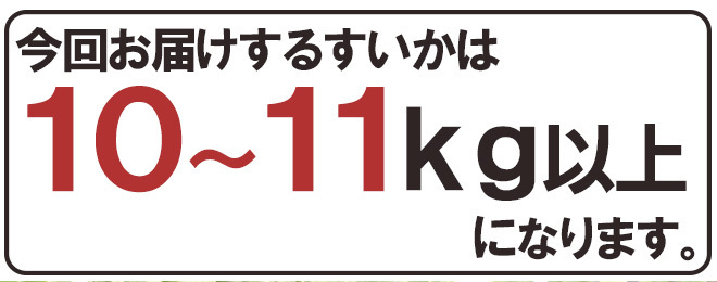 （予約）限定1玉！鳥取産【大栄すいか】特大 なんと!10ｋｇ以上！！！！の画像8