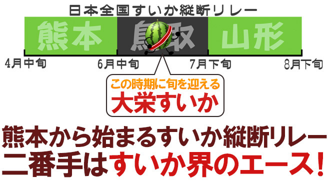 （予約）限定1玉!鳥取産【大栄すいか】超特大 12ｋｇ以上 JUMBO！！！！の画像2