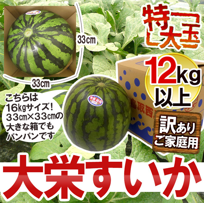 （予約）限定1玉!鳥取産【大栄すいか】超特大 12ｋｇ以上 JUMBO！！！！の画像9