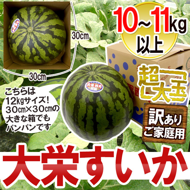 （予約）限定1玉！鳥取産【大栄すいか】特大 なんと!10ｋｇ以上！！！！の画像9