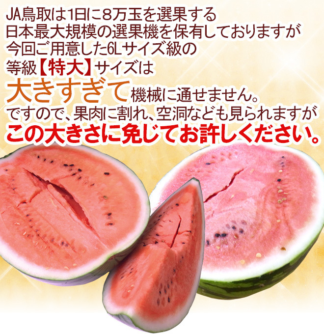 （予約）限定1玉!鳥取産【大栄すいか】超特大 12ｋｇ以上 JUMBO！！！！の画像6