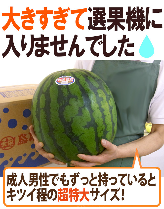 （予約）限定1玉!鳥取産【大栄すいか】超特大 12ｋｇ以上 JUMBO！！！！_画像4