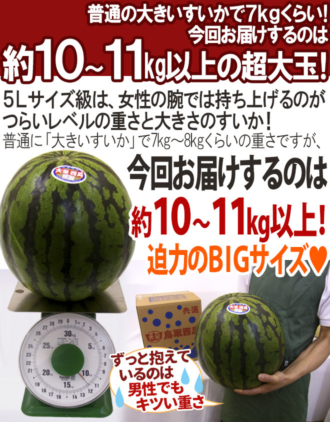 （予約）限定1玉！鳥取産【大栄すいか】特大 なんと!10ｋｇ以上！！！！_画像5