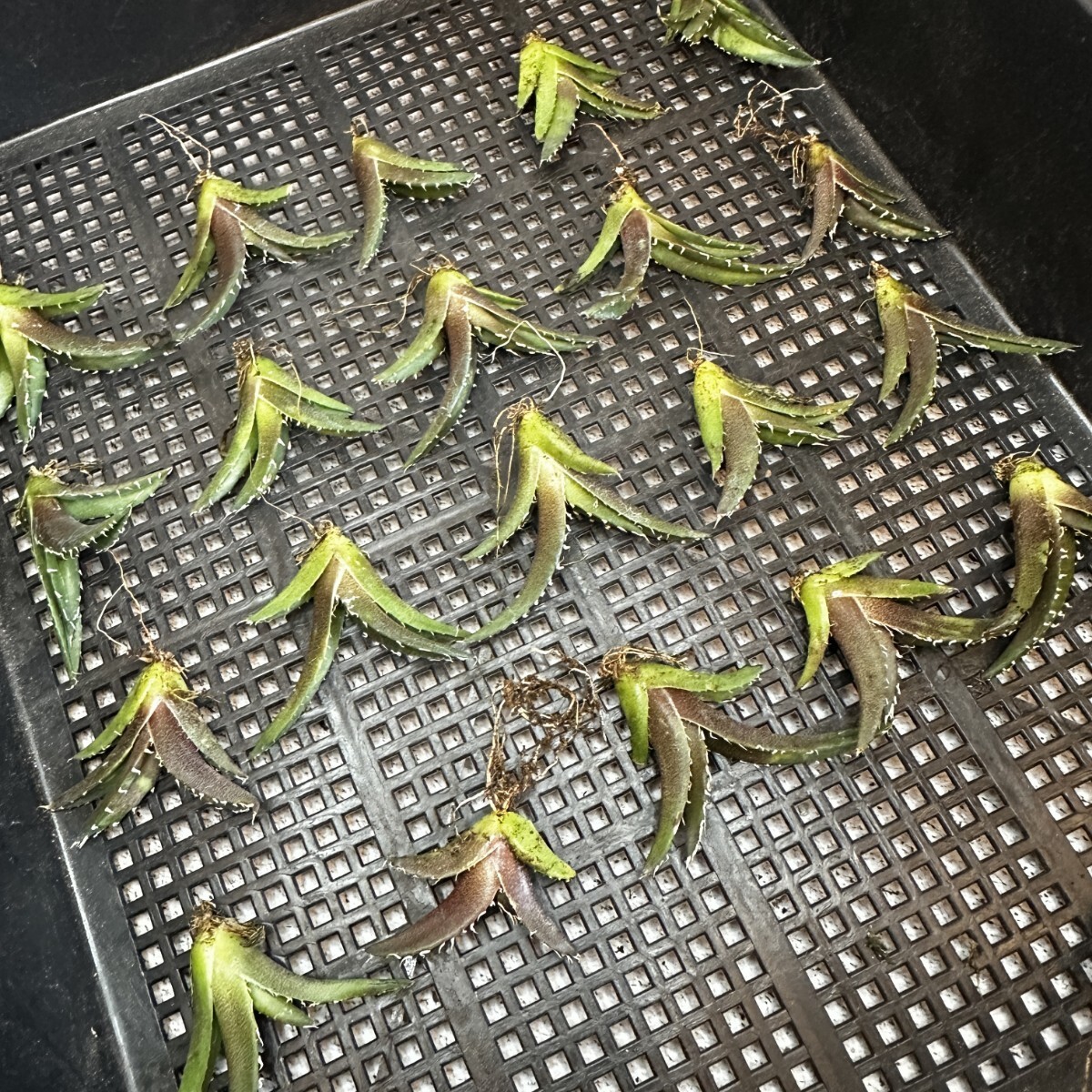 124 アガベ チタノタ 白鯨 白鯨 Agave titanota Beluga angel 子株 20株同梱の画像5