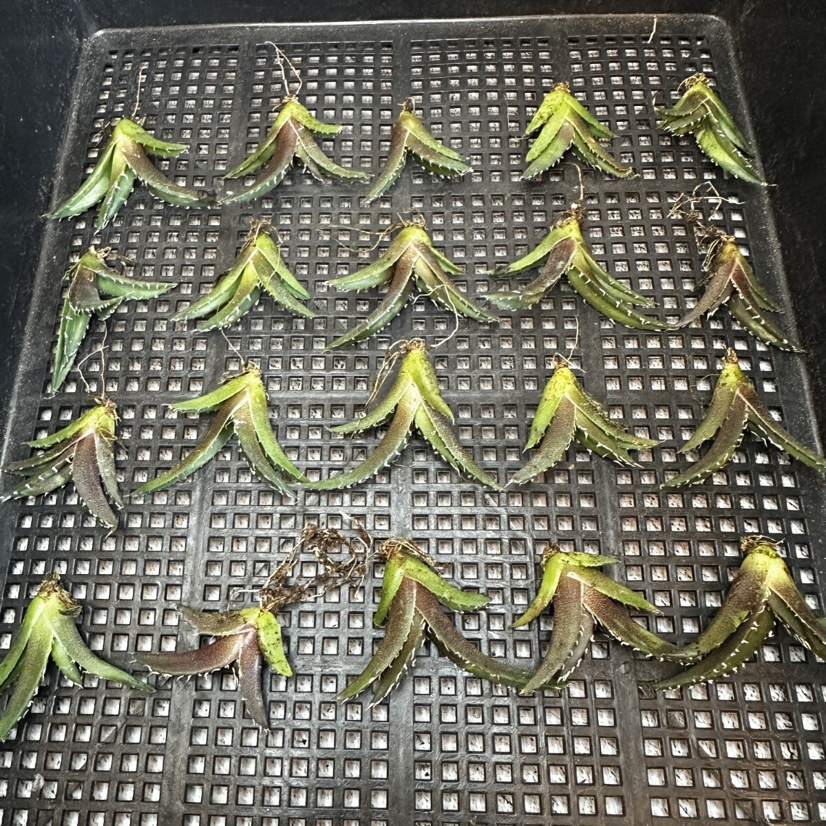 124 アガベ チタノタ 白鯨 白鯨 Agave titanota Beluga angel 子株 20株同梱の画像2