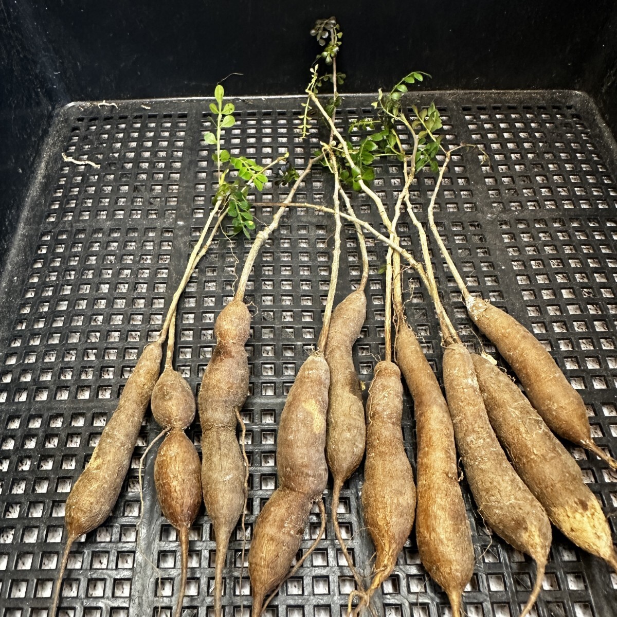 【132】 塊根植物 Operculicarya decaryi オペルクリカリア・デカリ一 実生株 10株同梱 の画像2