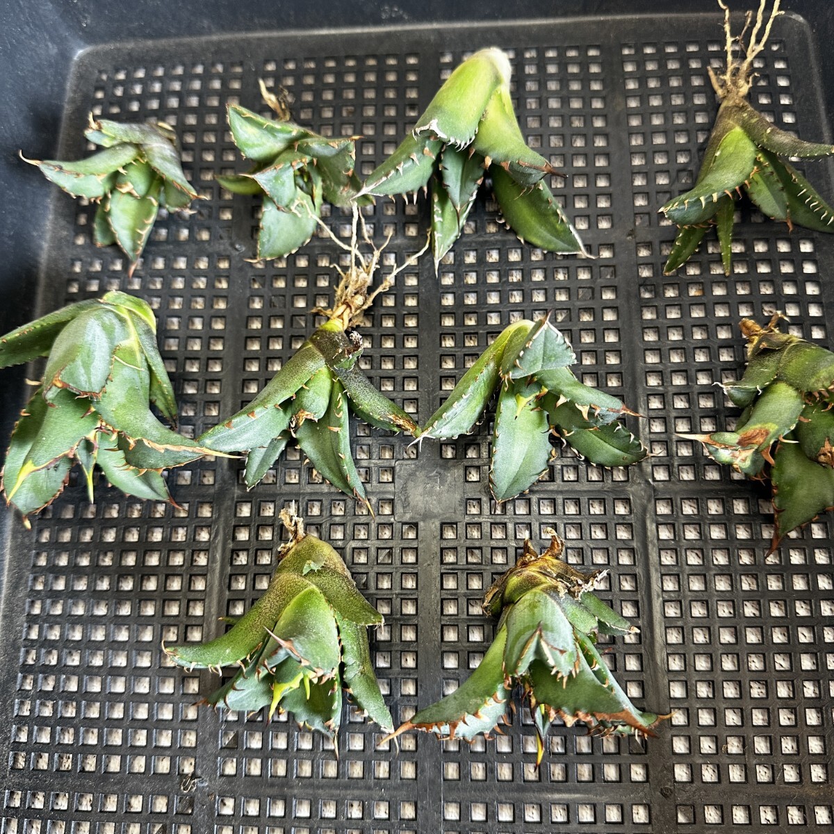 【175】アガベ チタノタ agave titanota姫巌龍 短葉 矮型 包葉型 強棘 10株同梱の画像2