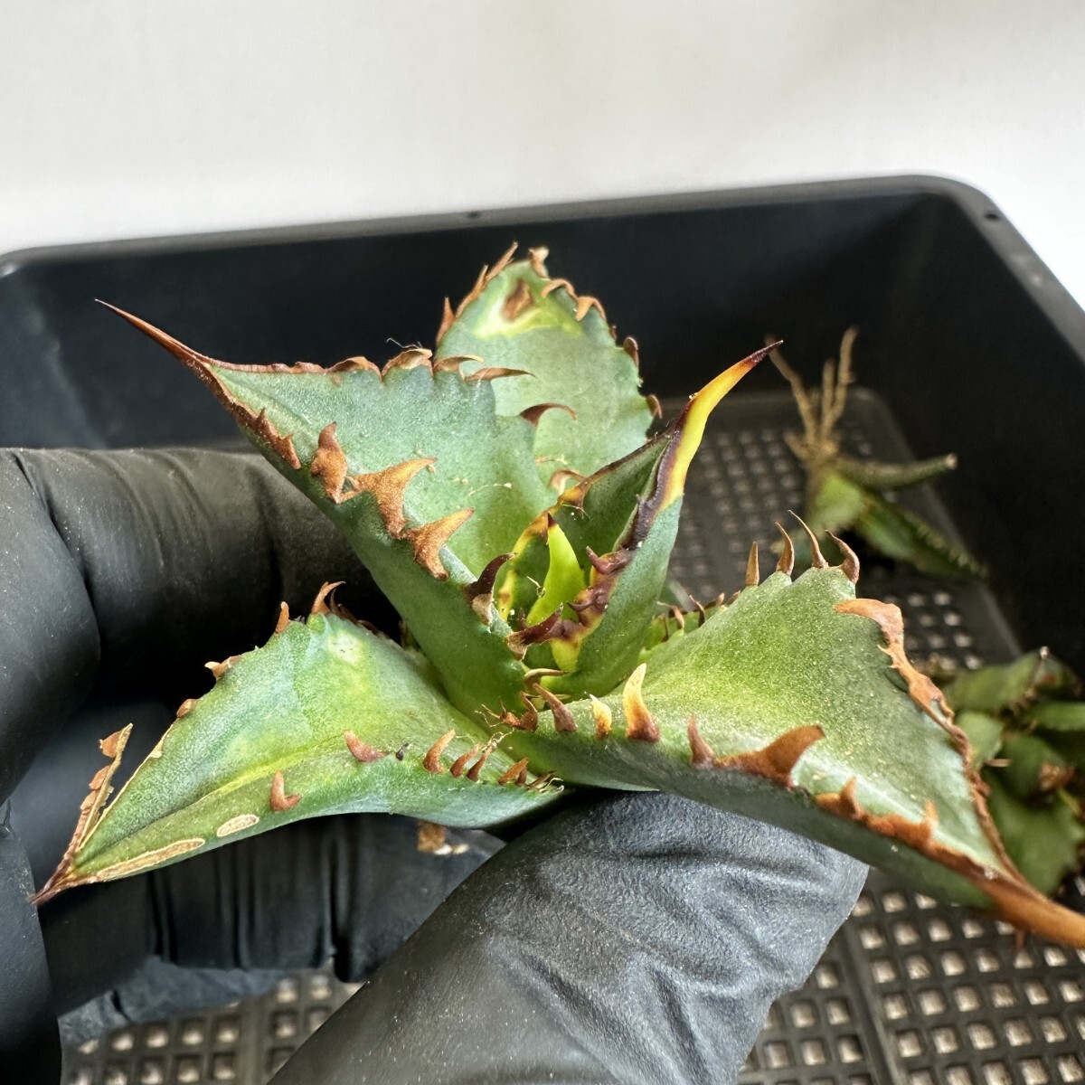 【175】アガベ チタノタ agave titanota姫巌龍 短葉 矮型 包葉型 強棘 10株同梱の画像4