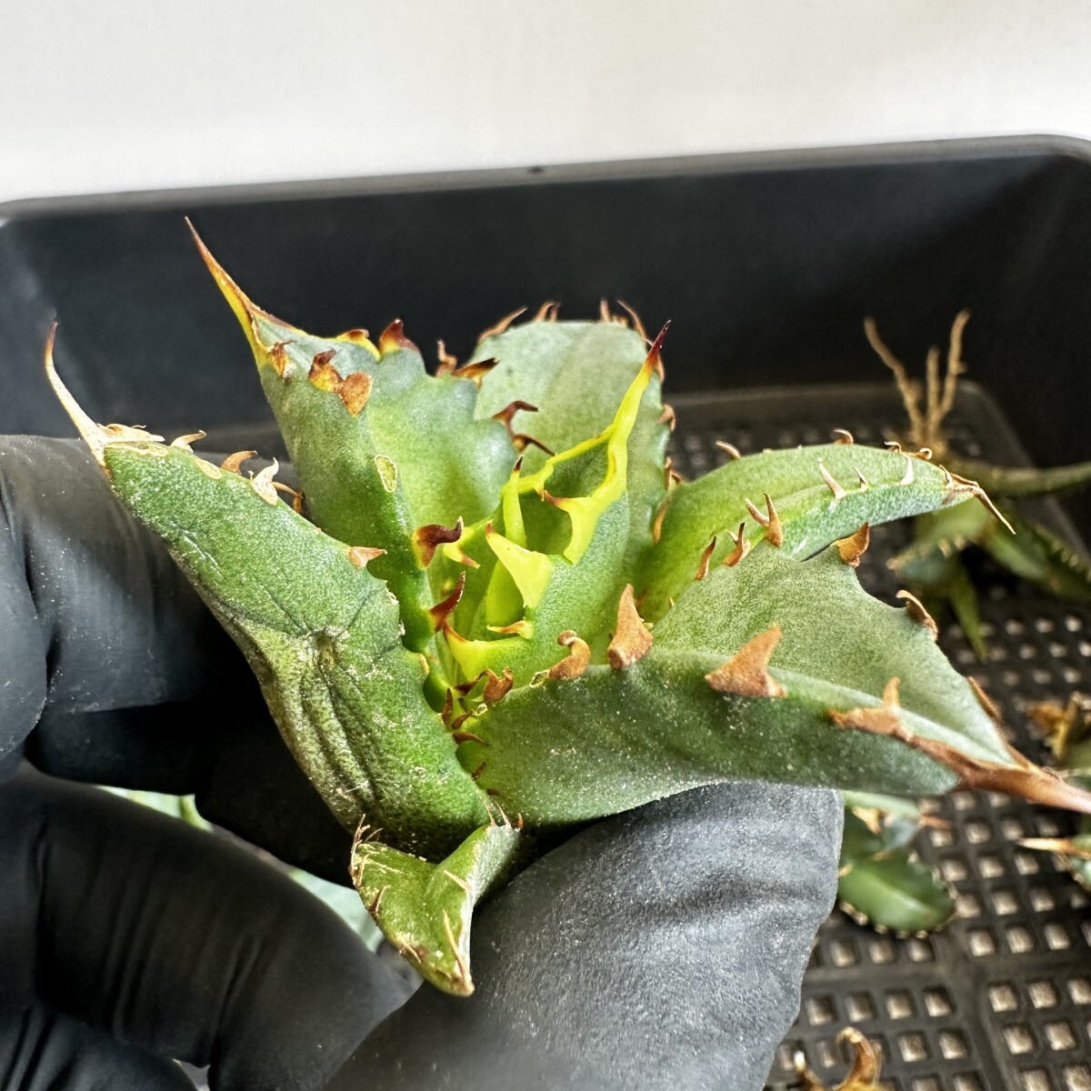 【175】アガベ チタノタ agave titanota姫巌龍 短葉 矮型 包葉型 強棘 10株同梱の画像3