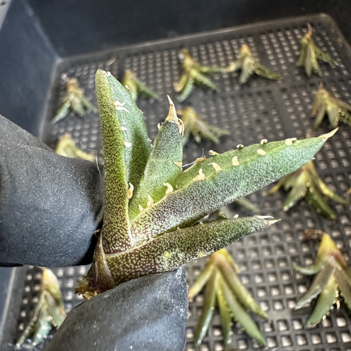 【194】アガベ 多肉植物 チタノタ 鬼爪 雪峰 陽炎 強棘 子株 20株同梱_画像4