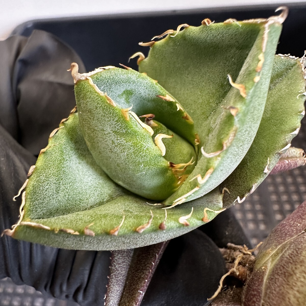 [196] agave chitanota.. meat thickness ream . departure root settled . stock 2 stock including in a package 