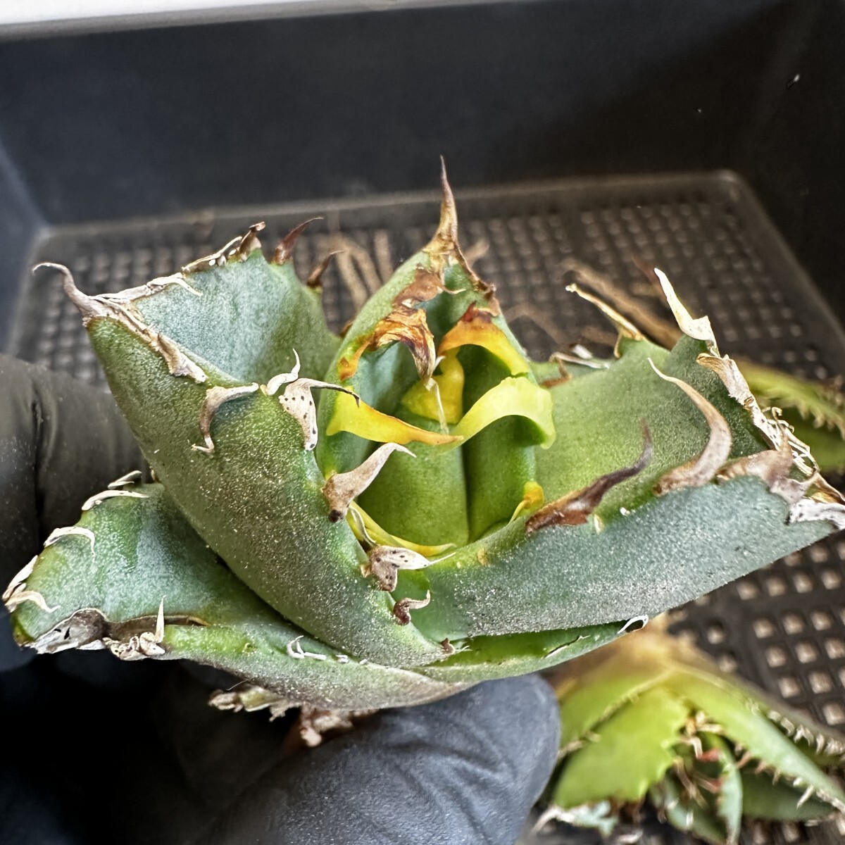 【10】アガベ チタノタ 蟹 カニです Agave titanota の蟹 狂棘 5株同梱の画像4