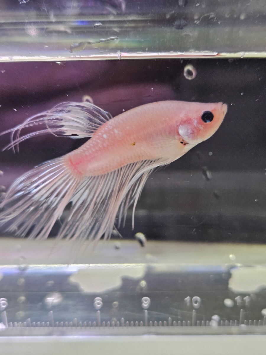 ベタ クラウンテール 幼魚 ♂ オス 自家繁殖 おの画像5