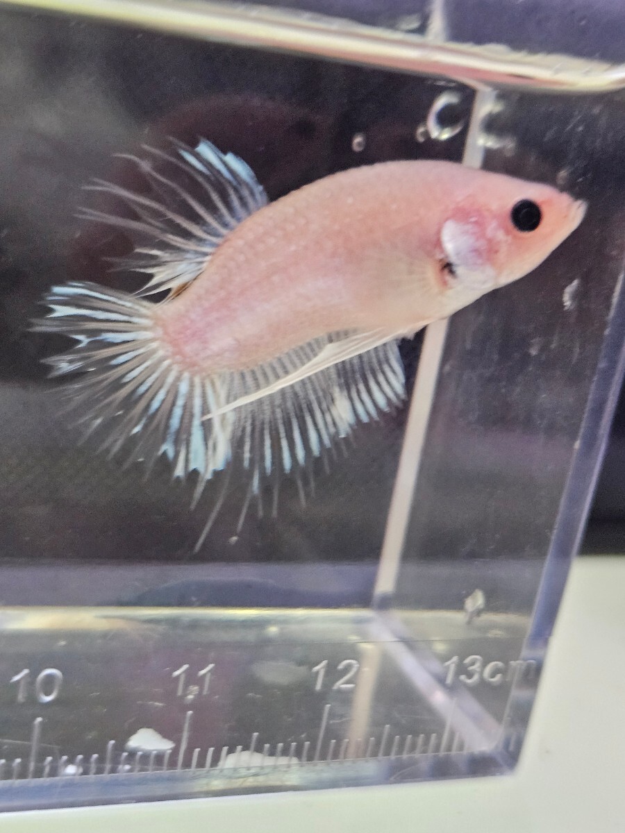 ベタ クラウンテール 幼魚 自家繁殖 えの画像5