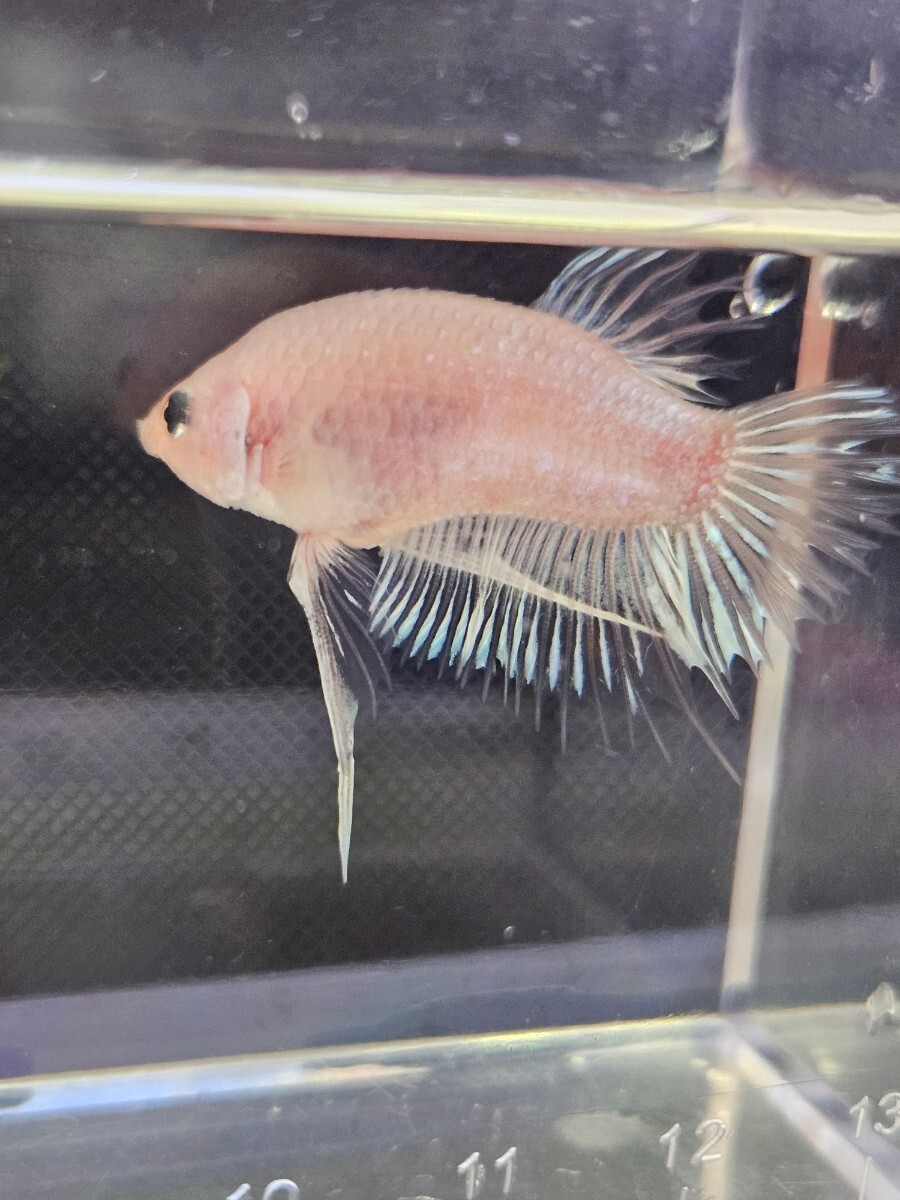 ベタ クラウンテール 幼魚 自家繁殖 えの画像9