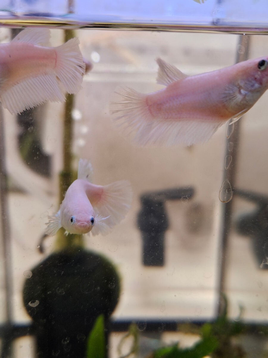  last! betta feather × Dumbo 6 pcs set own breeding half moon rose tail 1 pcs one hand Dumbo 