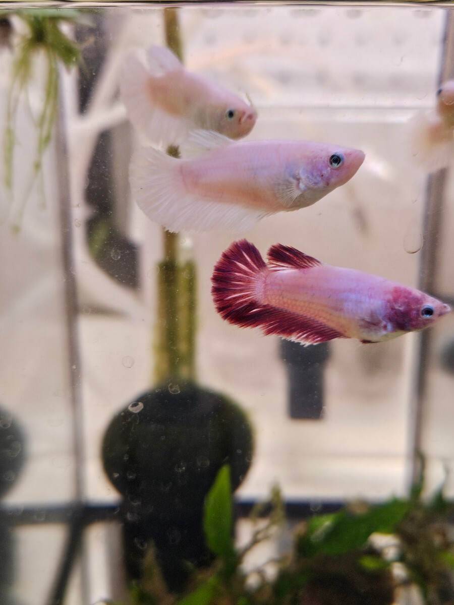  last! betta feather × Dumbo 6 pcs set own breeding half moon rose tail 1 pcs one hand Dumbo 