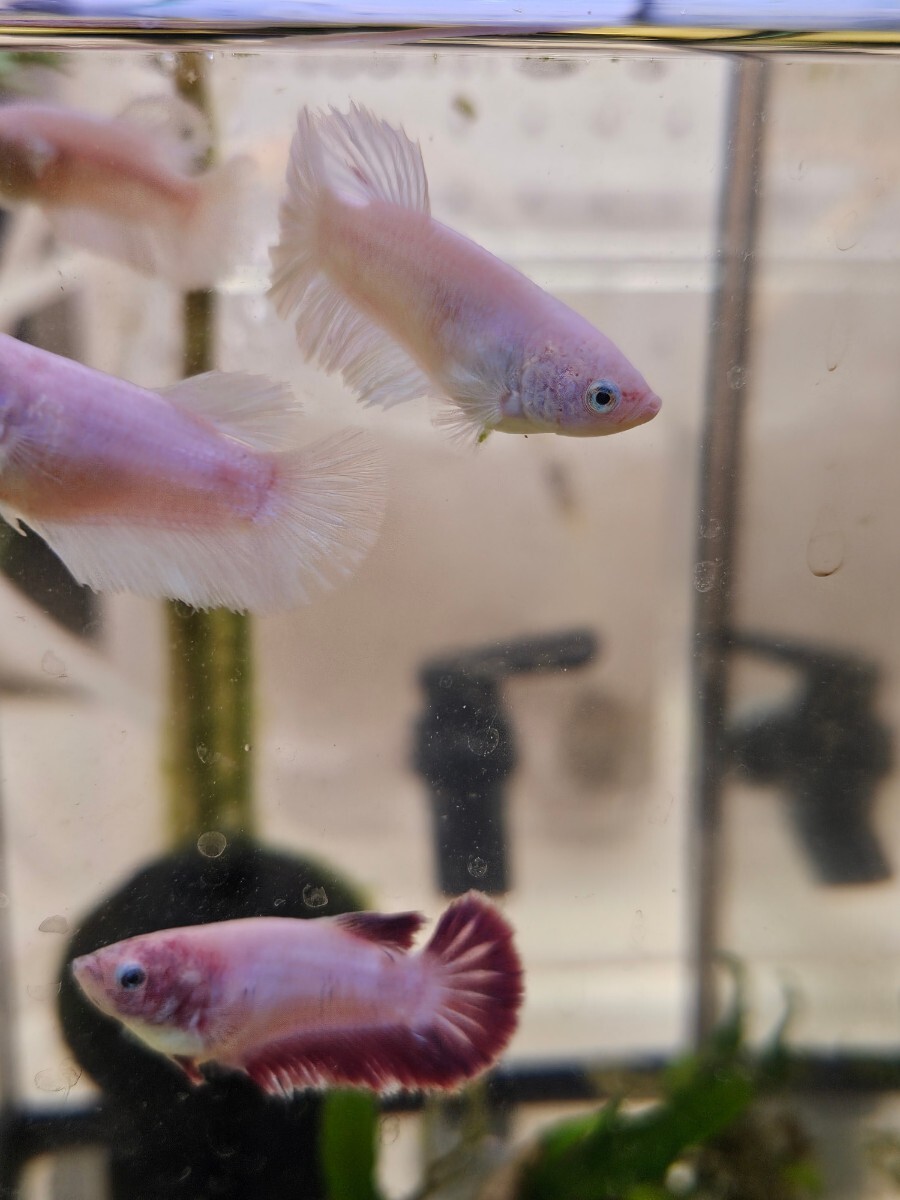  last! betta feather × Dumbo 6 pcs set own breeding half moon rose tail 1 pcs one hand Dumbo 