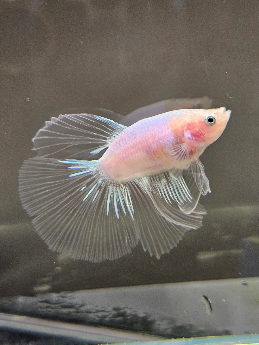  betta . fish * male Dumbo PK× Dumbo HM own breeding i super Delta 