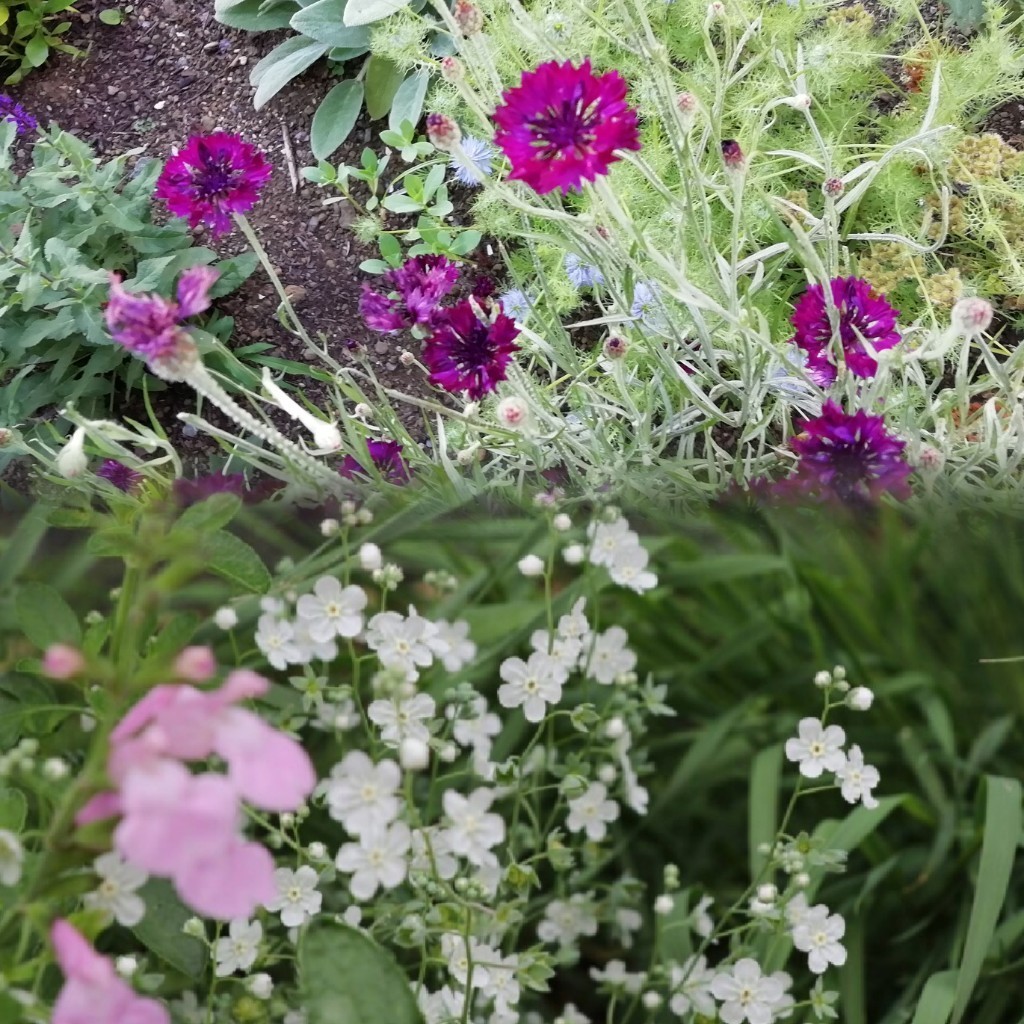 オンファロデス リニフォリア 種子 15粒　花の種　同梱可能　白花　かすみ草似　白い花　ナチュラルガーデン　カワイイ小花　秋、春蒔き_画像7