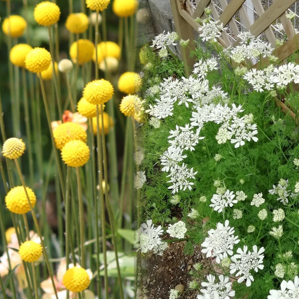 クラスペディア ゴールドスティック 種子10粒宿根草 丸いポンポン 黄色のお花 花の種 ドライフラワー ゴルフビューティー ピンポン玉の画像6