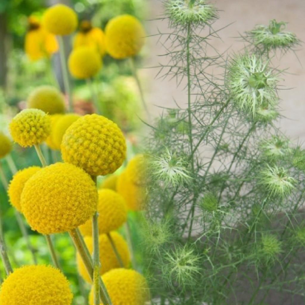 クラスペディア ゴールドスティック 種子10粒宿根草 丸いポンポン 黄色のお花 花の種 ドライフラワー ゴルフビューティー ピンポン玉の画像7