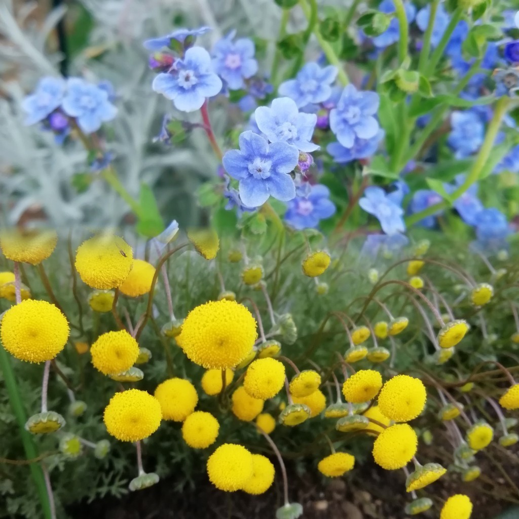 コツラ バルバータ　約30粒　花の種　種子　黄色のポンポン　花ほたる　同梱可能　ハッピーレモン　ハナホタル　カゲロウソウ　ゆらゆら揺_画像9