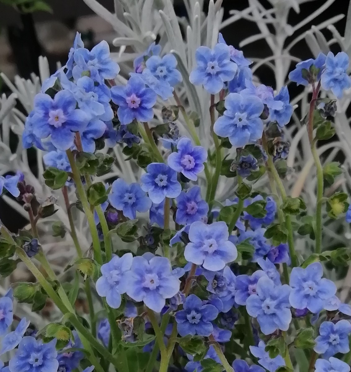 シノグロッサムの種 15粒 種子 秋春蒔き 花の種 同梱可能 青い花 青花 ブルーガーデン ブルーの花 蒼い 濃い青 碧の画像1