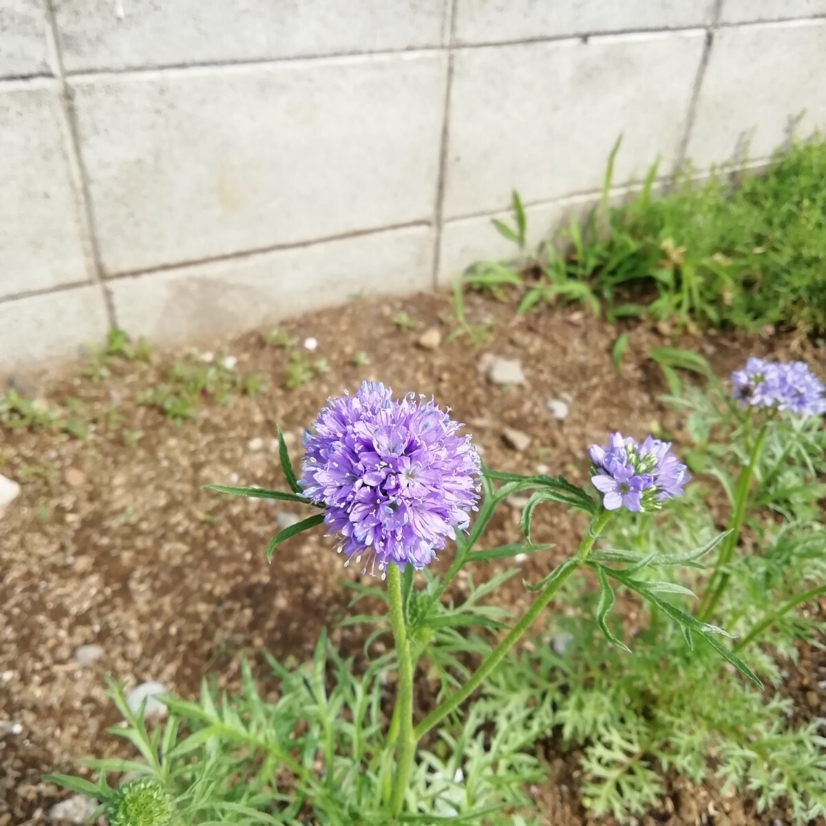ギリアとクラスペディア カピタータ 花の種 種子 同梱不可 丸いポンポン 黄色の花 青花 青紫 もこもこしたお花達 ピンポン花の画像7
