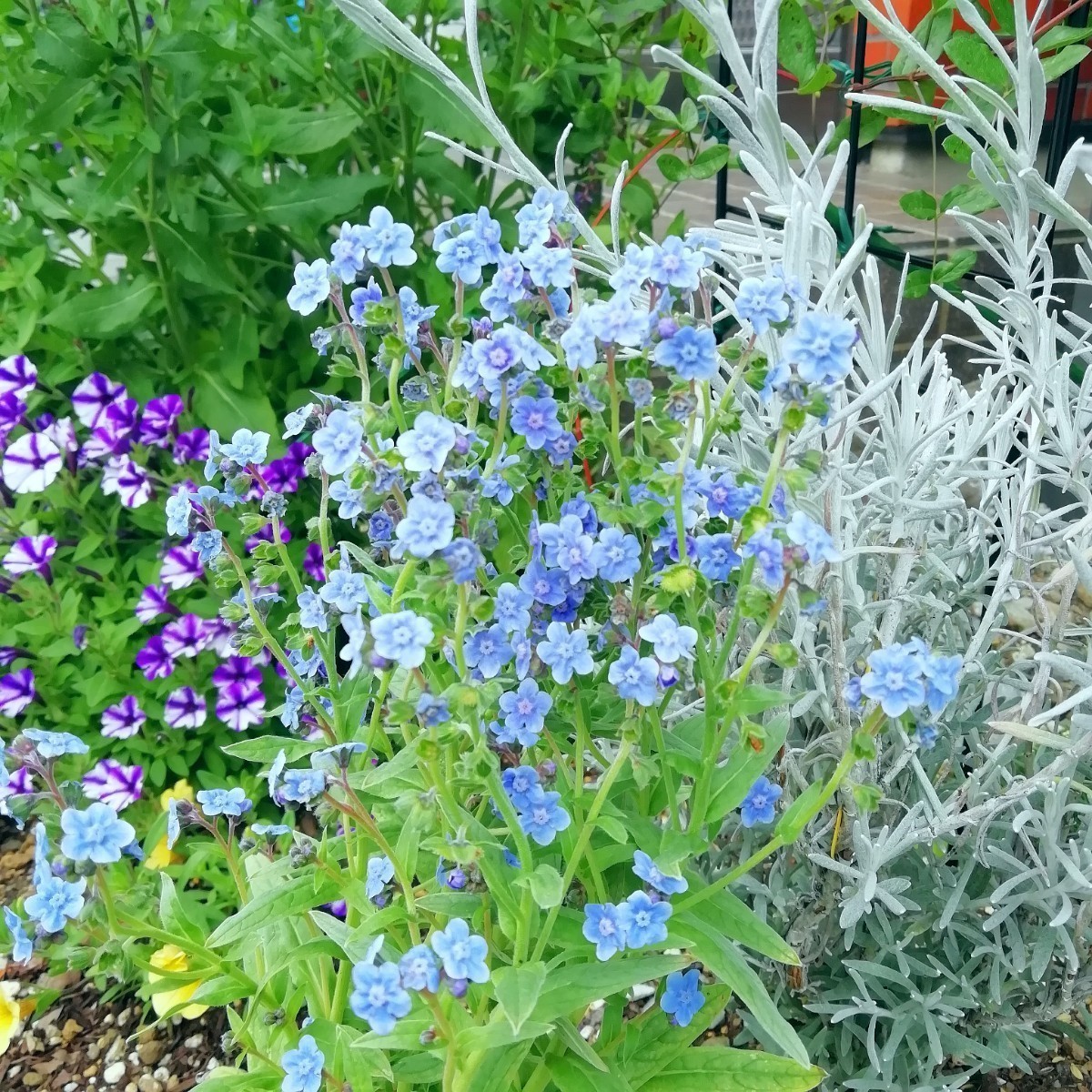 シノグロッサムの種 15粒 種子 秋春蒔き 花の種 同梱可能 青い花 青花 ブルーガーデン ブルーの花 蒼い 濃い青 碧の画像5