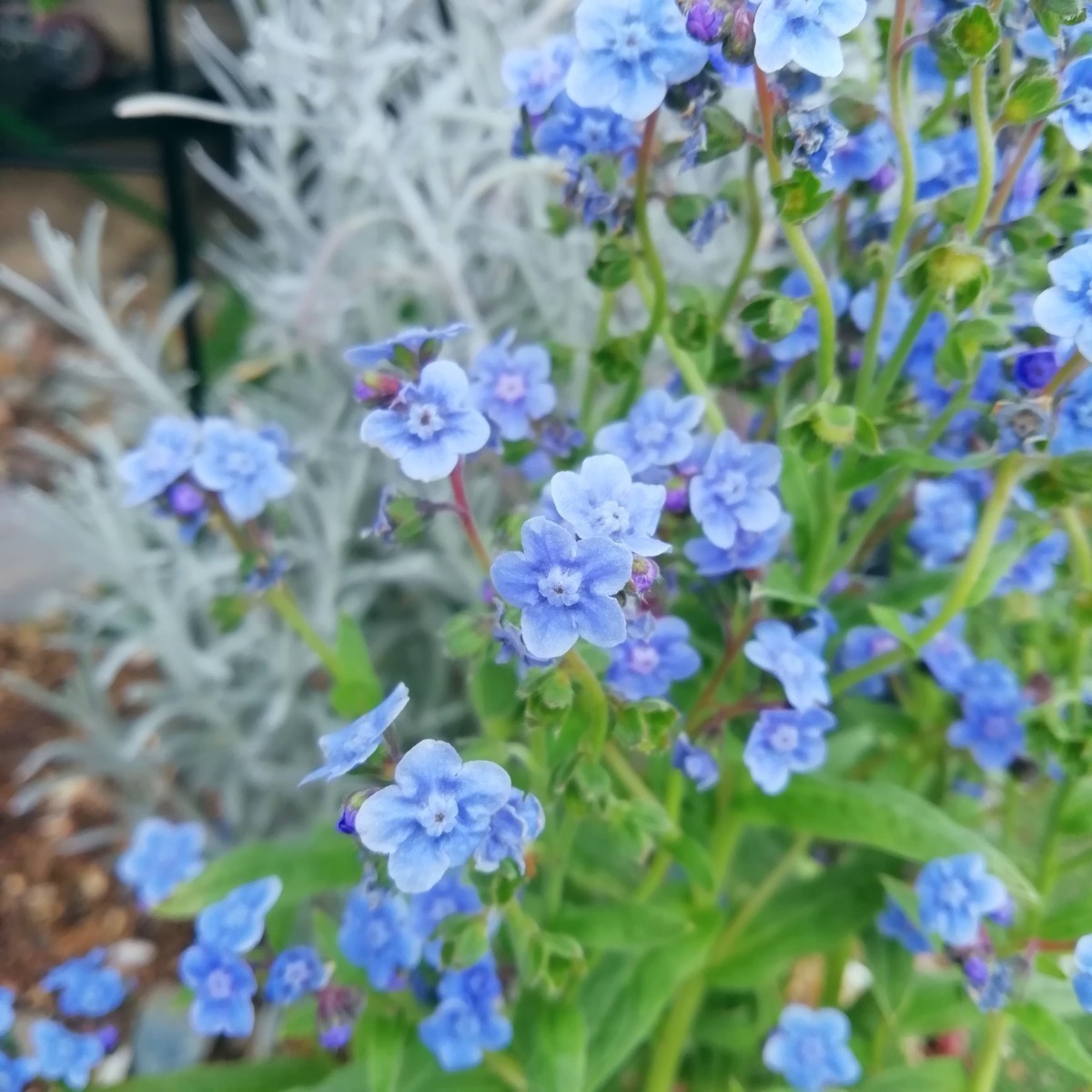 シノグロッサムの種 15粒 種子 秋春蒔き 花の種 同梱可能 青い花 青花 ブルーガーデン ブルーの花 蒼い 濃い青 碧の画像3