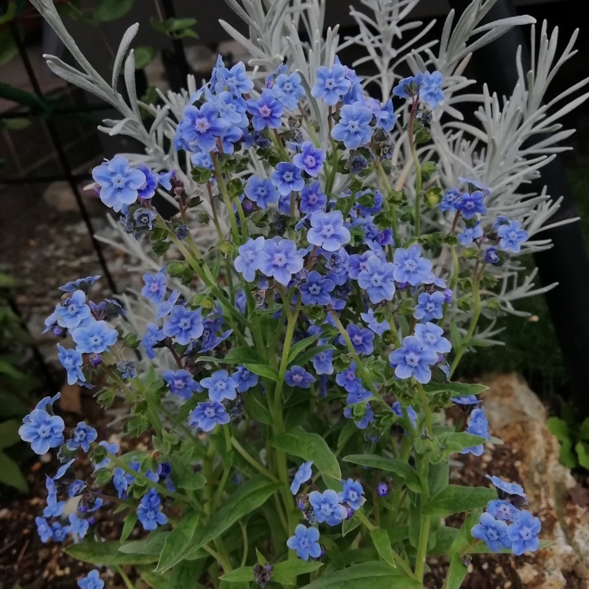 シノグロッサムの種 15粒 種子 秋春蒔き 花の種 同梱可能 青い花 青花 ブルーガーデン ブルーの花 蒼い 濃い青 碧の画像4