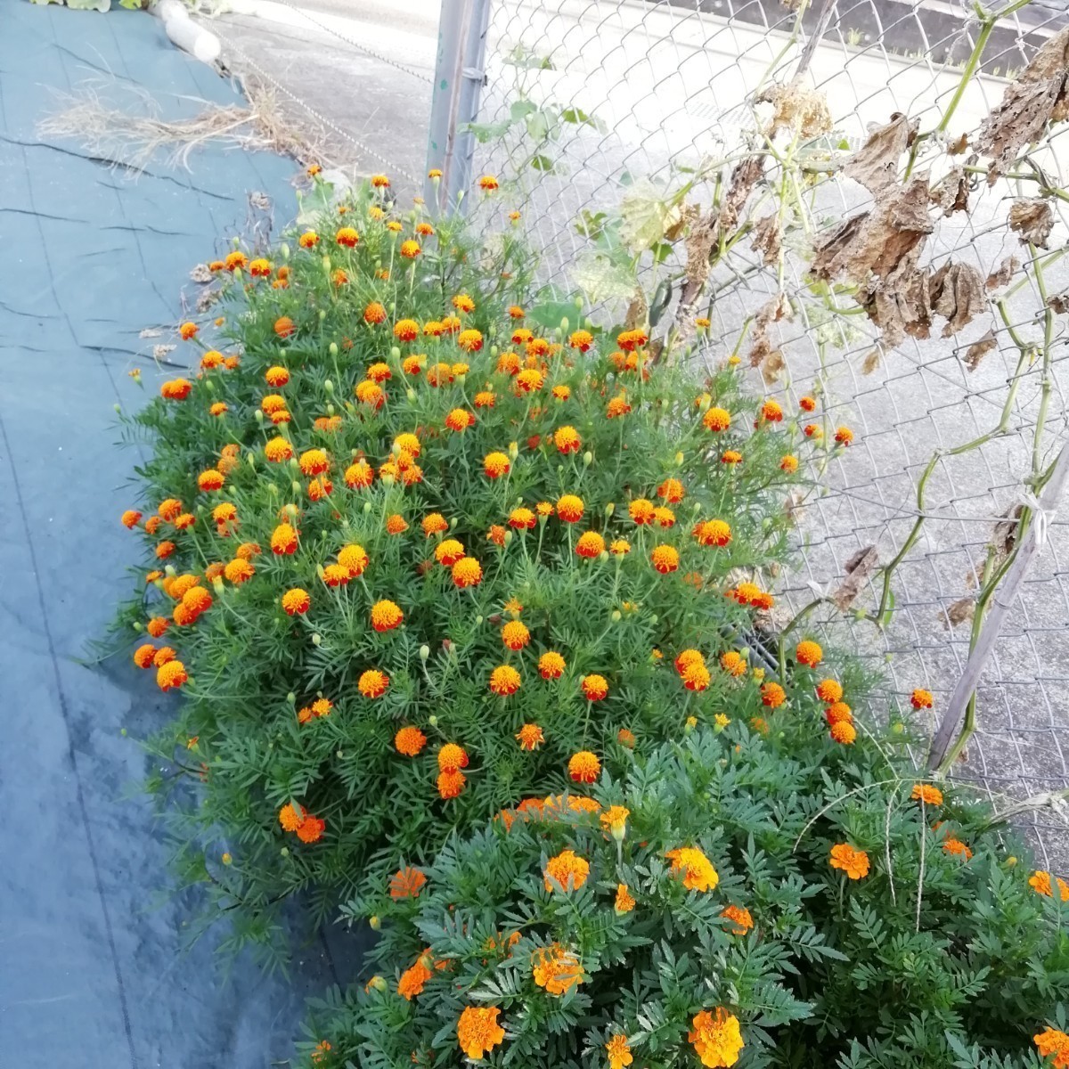 マリーゴールド　40粒　2種の花の種　種子　同梱可能　春、夏撒き　オレンジ　ソラン　フレンチ　元気な色　緑肥　土壌改良　セットの種_画像7