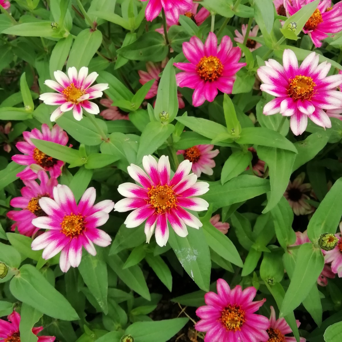 ジニアチェリーバイカラー 15粒 プロフュージョン百日草 同梱可能 花の種 種子 春夏蒔き 白とピンク わいせい 矮性 ホワイトの画像1