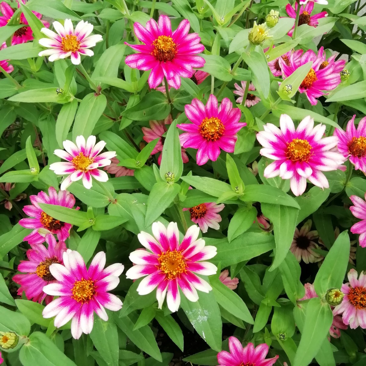 ジニアチェリーバイカラー 15粒 プロフュージョン百日草 同梱可能 花の種 種子 春夏蒔き 白とピンク わいせい 矮性 ホワイトの画像3