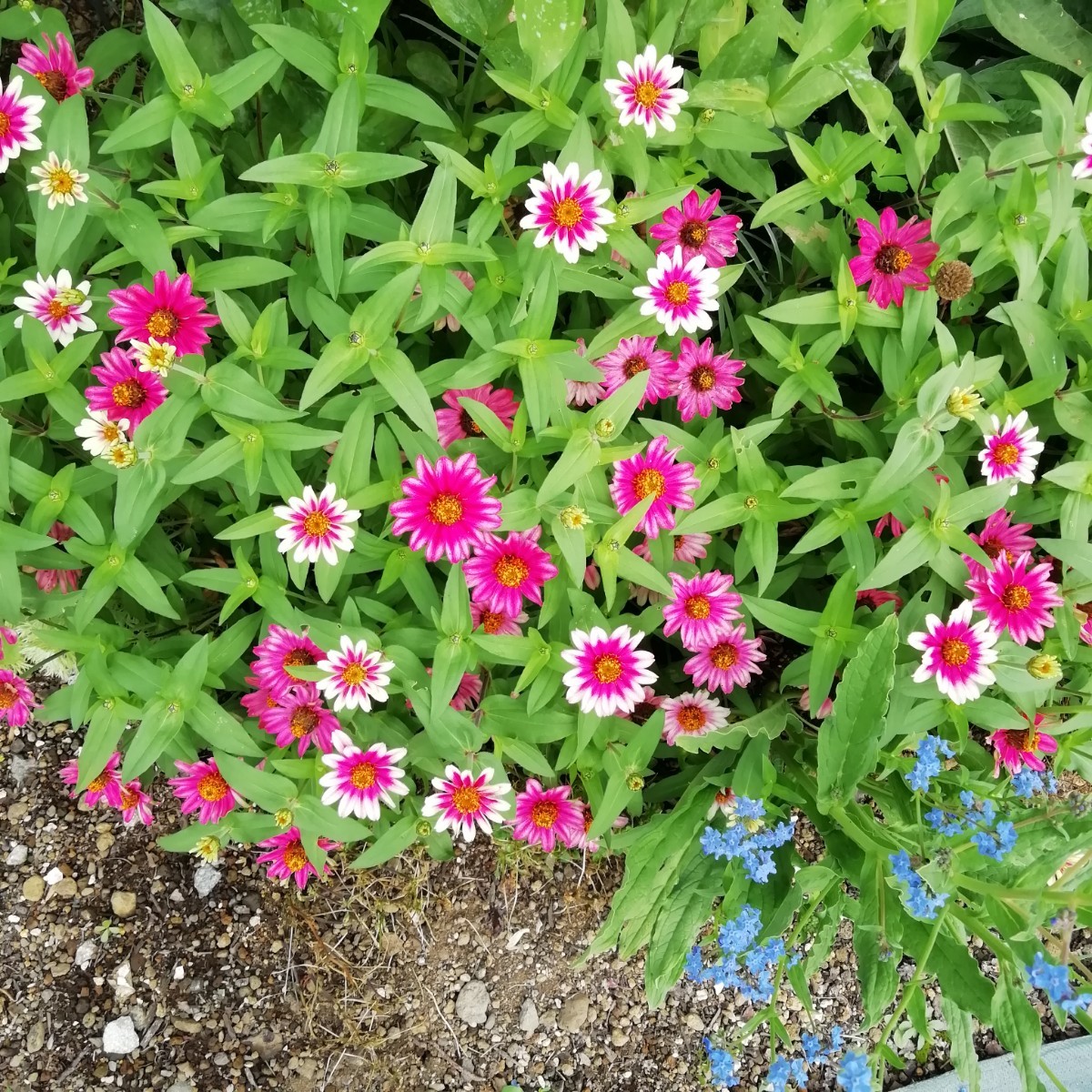 ジニアチェリーバイカラー 15粒 プロフュージョン百日草 同梱可能 花の種 種子 春夏蒔き 白とピンク わいせい 矮性 ホワイトの画像2
