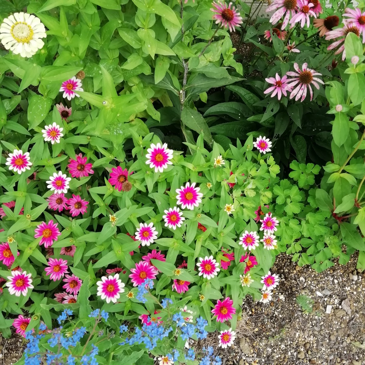 ジニアチェリーバイカラー 15粒 プロフュージョン百日草 同梱可能 花の種 種子 春夏蒔き 白とピンク わいせい 矮性 ホワイトの画像5