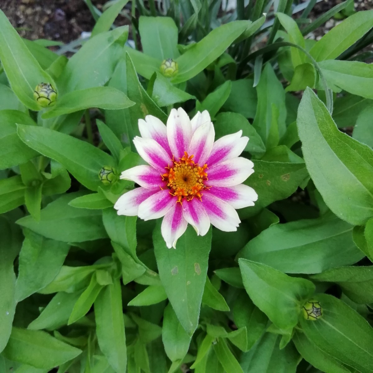 ジニアチェリーバイカラー 15粒 プロフュージョン百日草 同梱可能 花の種 種子 春夏蒔き 白とピンク わいせい 矮性 ホワイトの画像4